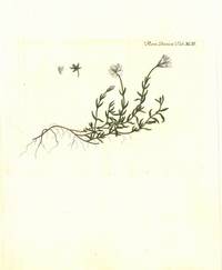 (Stellaria cerastioides.) Plansje XCII fra Flora Danica. Andre hefte.