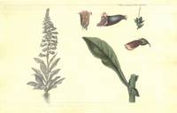 Plansje LXXIV fra Flora Danica. Andre hefte.