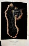 ONE OF 100 MOST FAMOUS MEDICAL BOOKS. Memoire sur le Pancreas et sur le role du suc pancreatique dans les phenomenes digestifs, particulierement dans la digestion des matieres grasses neutres (Claude Bernard)