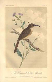 image of The Curved Billed Thrush: Toxostoma rediviva