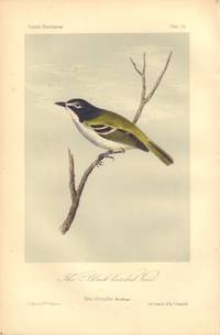 image of The Black-headed Vireo: Vireo atricapillus