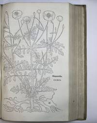 New Kreüterbuch by Leonhard (1501-1566) FUCHS - 1543 - from Riverrun Books & Manuscripts (SKU: 401692)