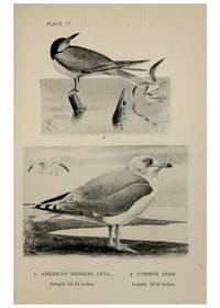 Reproducción/Reproduction 7365452812: Birdcraft :. New York :Macmillan Co.,c1897.
