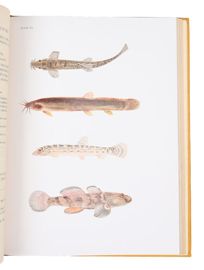The Fresh-Water Fishes of China. With 143 Figures in the Text, 10 Coloured Plates, and 1 Map. (photo 5)