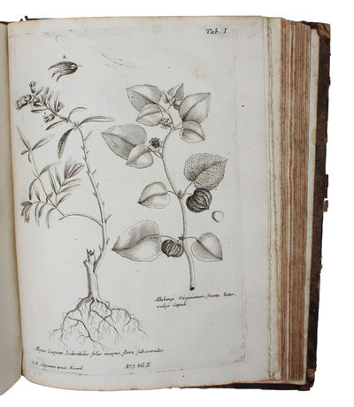 Beschreibung zur Arzeney dienlicher Pflanzen, welche in den Reichen des mittägigen America, in Peru und Chily vorzüglich im Gebrauch sind, in dem Land selbst auf Königl-Befehl, in den Jahren von 1709. 1710. und 1711. aufgesezet, nebst verschiedenen an... (photo 3)