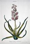 HORTUS NITIDISSIMIS ... : Hyacinthus II; Koning Van Groot Britanien (print)