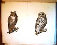 NATURAL HISTORY OF NEW YORK. ZOOLOGY OF NEW YORK, OR THE NEW YORK FAUNA.... PART II. BIRDS