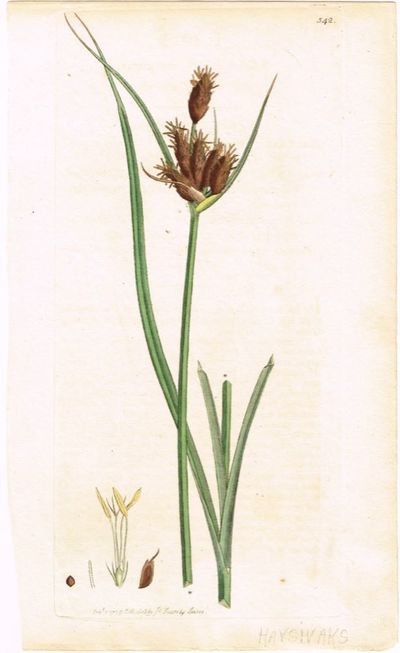 Pl. 542 (Havsivaks / Scirpus maritimus / Sea…