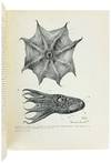 Vampyroteuthis Infernalis Chun. Vol....; (photo 1)