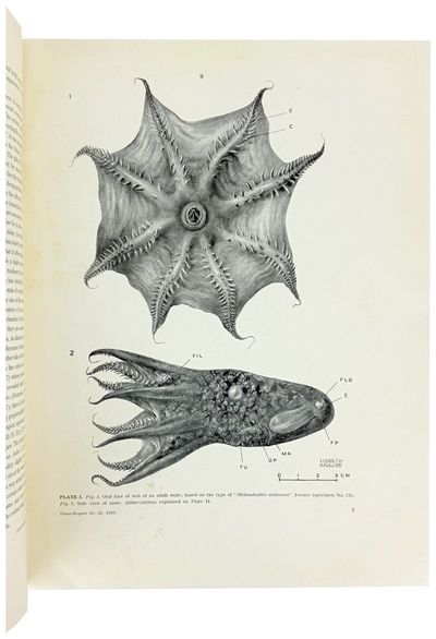 Vampyroteuthis Infernalis Chun. Vol....; (photo 1)