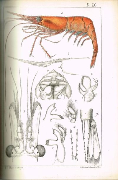 Report on Norwegian Fishery and Marine Investigations. Edited by Johan Hjort. Vol I-II, part I. (photo 3)