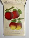 [NURSERYMAN'S GUIDE / AMERICAN...; (photo 5)