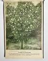 [NURSERYMAN'S GUIDE / AMERICAN...; (photo 8)