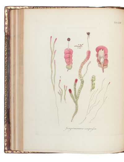 British Jungermanniae: being a History and Description, with colored Figures, of each Species of the Genus, and microscopical Analyses of the Parts. - [ESTABLISHING HEPATICOLOGY - PRESENTATION COPY] (photo 2)
