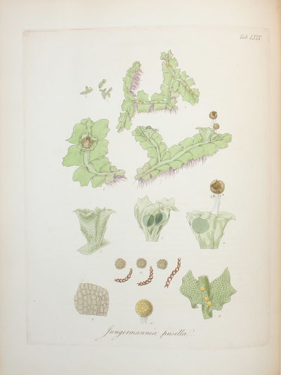 British Jungermanniae: being a History and Description, with colored Figures, of each Species of the Genus, and microscopical Analyses of the Parts. - [ESTABLISHING HEPATICOLOGY - PRESENTATION COPY] (photo 3)