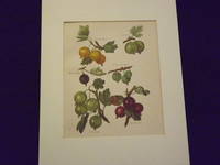 The Flower Grower's Guide: Plums.