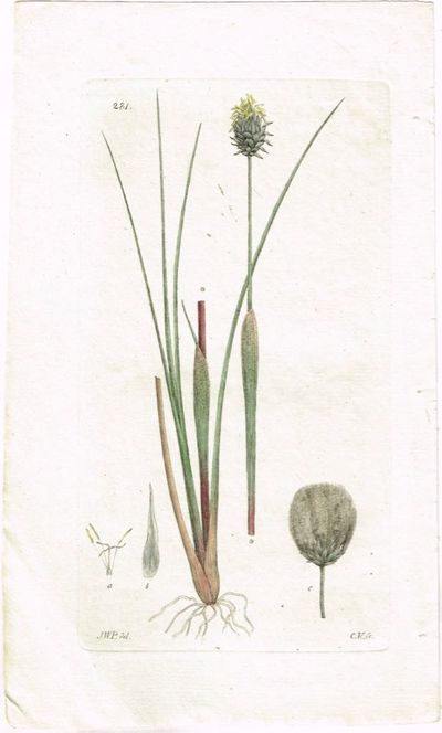 Pl. 281. (Torvmyrull /Eriphorum Vaginatum). Fra…