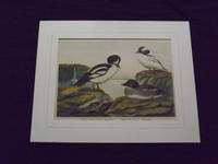 Naturgeschichte der Vogel Mitteleuropas…