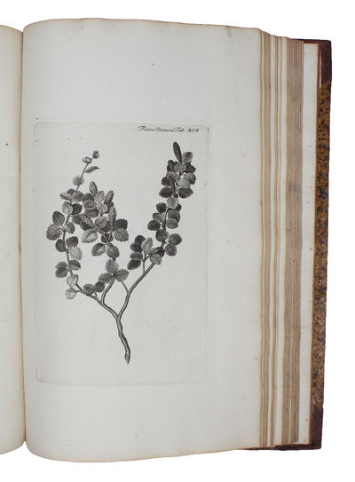 Abbildungen der Pflanzen, welche in den Königreichen Dännemark und Norwegen, in den Herzogthümern Schleswig und Holstein, und in den Graffschaften Oldenburg und delmenhorst wild wachsen: zu Erläuterung des unter dem Titel Flora Danica, auf Königl. Bef... (photo 3)
