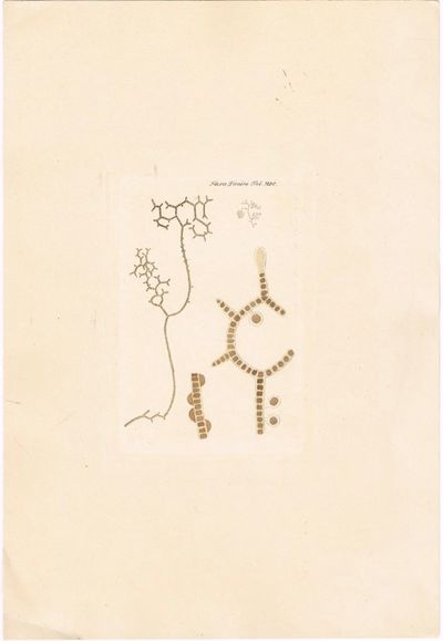 Tab. MDC. Sphacelaria reticulata. Utg. av J. W.…