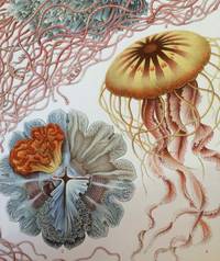 Kunst-Formen der Natur.; Art Forms in Nature by Ernst HAECKEL - First Edition - 1904 - from Rare Illustrated Books (SKU: 1162)