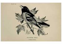 Reproducción/Reproduction 7365405278: Birdcraft :. New York :Macmillan Co.,c1897.