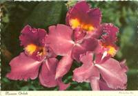 Hawaiian Orchids 1969 unused Postcard