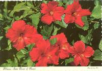 Hibiscus, State Flower of Hawaii 1969 unused Postcard