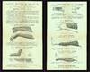 Handbill Advertisement for Levis Metallic Splints