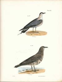 Bird print - Plate 133 from Zoology of New York, or the New-York Fauna. Part II Birds