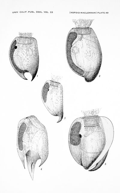 Ciliates from Bos Indicus Linn. I. The genus Entodinium Stein; II. A revision of Diplodinium Schuberg; III. Epidinium Crawley, Epiplastron Gen. Nov., and Ophryoscolex Stein