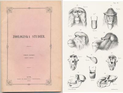 Zoologiska studier, afhandlande djurrikets…