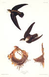 View Image 1 of 2 for American Swift. From 