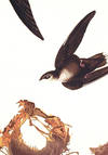 View Image 2 of 2 for American Swift. From 