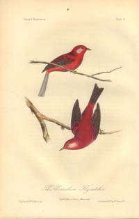 image of The Vermilion Flycatcher: Cardellina rubra