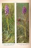 Wild Orchids of Britain with a Key to the Species. New Naturalist No. 19