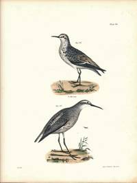 Bird print - Plate 86 from Zoology of New York, or the New-York Fauna. Part II Birds