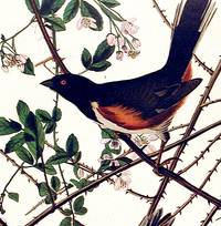 Towhe Bunting. From The Birds of America (Amsterdam Edition)