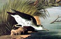 Spotted Sandpiper. From The Birds of America (Amsterdam Edition)