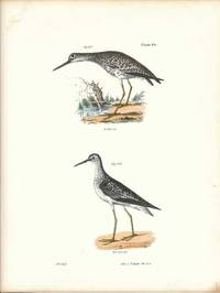 Bird print - Plate 94 from Zoology of New York, or the New-York Fauna. Part II Birds