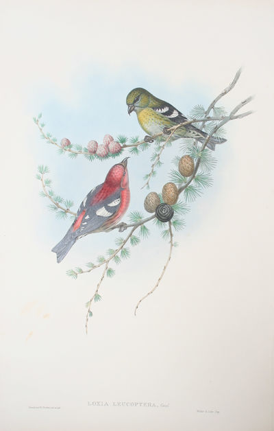 Loxia Leucoptera, Gmel. American White-winged…