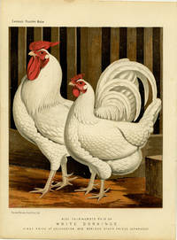 Miss Fairhursts Pair of White Dorkings. First Prize at Colchester 1873 Besides Other Prizes Separately. by CASSELL'S CHROMOLITHOGRAPHS) Ludlow (del) -  1890.