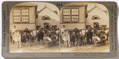 [Stereoview]: Jersey Cattle, the Most Famous Product of the Island of Jersey, France