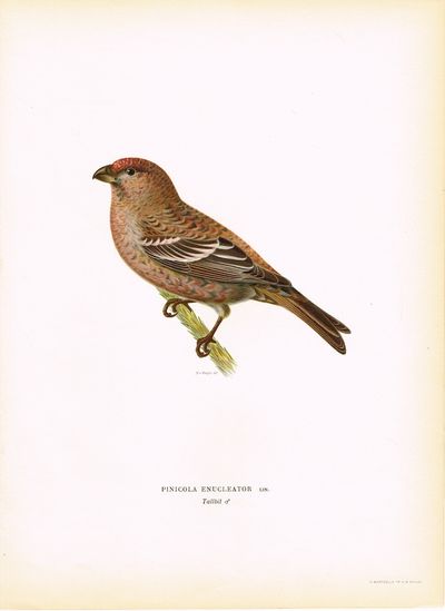 Pinicola enucleator. Tallbit. (Konglebit). Fra…
