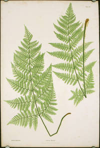 cover of Lastrea dilatata.