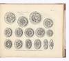 A Book of Ornaments in the Palmyrene Taste containing upwards of Sixty New Designs for Ceilings, Pannels, Pateras & Mouldings; with the Raffle Leaves at Large