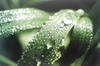 Gras