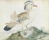 A Mandarin Duck