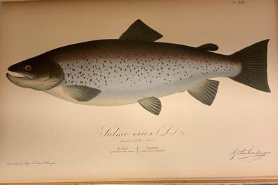 Finlands fiskar. Målade efter naturen. / The Fishes of Finland. Drawn and Coloured from Life. (photo 2)