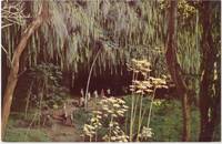 Fern Grotto, Island of Kauai, unused Postcard